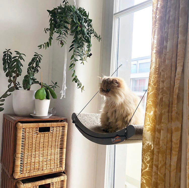 window cat perch cat scratcher