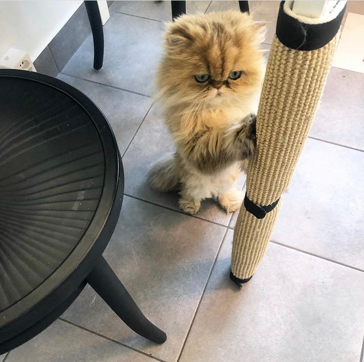 Ikea Lurvig table leg cat scratcher