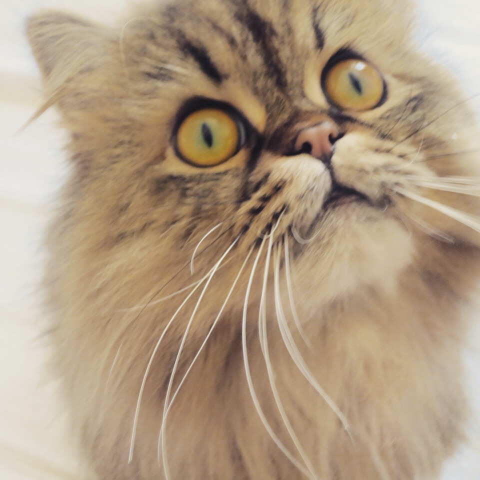 How To Clean Persian Cat Eyes Meow Lifestyle